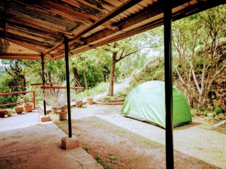 Banlekhi Rambling Rose_Barog-2